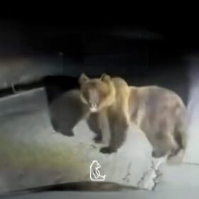 Mamma orsa difende il suo cucciolo: si lancia contro l’auto che li inseguiva – VIDEO