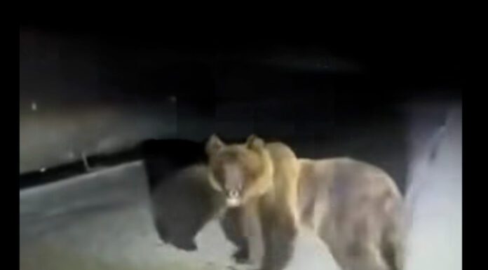 Mamma orsa difende il suo cucciolo: si lancia contro l’auto che li inseguiva – VIDEO