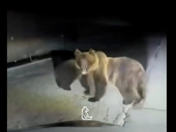 mamma-orsa-difende-il-suo-cucciolo-si-lancia-contro-lauto-che-li-inseguiva-video