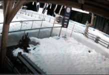 Alta Badia, tre auto devastano i tracciati per lo sci di fondo con frenate e drifting – VIDEO