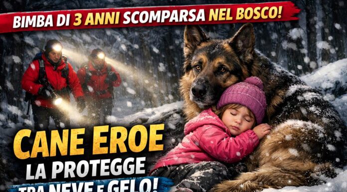 Bimba di 3 anni scomparsa nel bosco tra neve e freddo, il cane resta sempre con lei e la protegge fino ai soccorsi