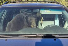 Alle 3 di notte sente il clacson: dentro il Suv c’è un orso nero – VIDEO