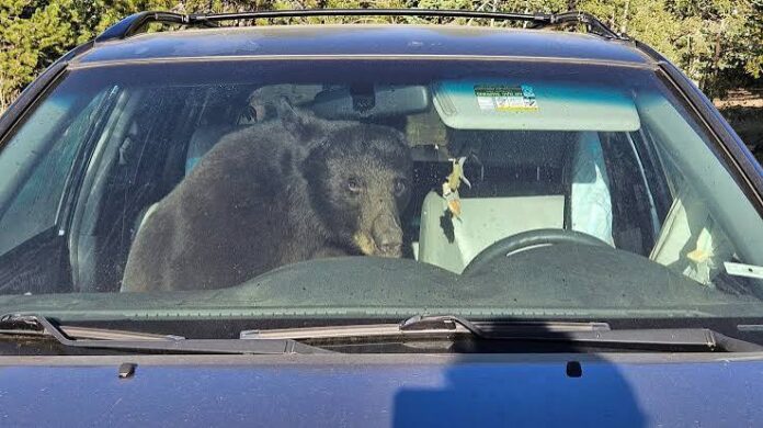alle-3-di-notte-sente-il-clacson-dentro-il-suv-ce-un-orso-nero-video