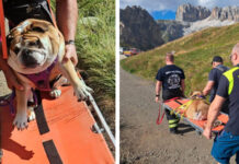 Cane stremato sul Viel dal Pan, intervengono i vigili del fuoco di Canazei: «Non lasciamo indietro nessuno»