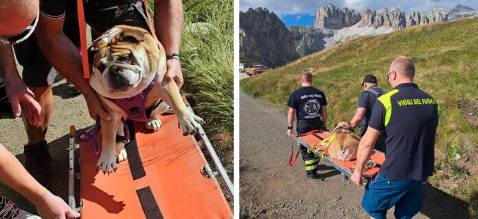 cane-stremato-sul-viel-dal-pan-intervengono-i-vigili-del-fuoco-di-canazei-non-lasciamo-indietro-nessuno