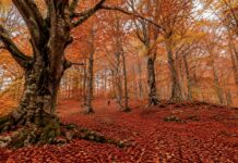 C’è un bosco nelle Marche che in autunno sembra dipinto: quando vedere Canfaito al massimo dei colori
