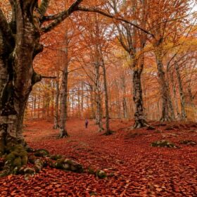 C’è un bosco nelle Marche che in autunno sembra dipinto: quando vedere Canfaito al massimo dei colori