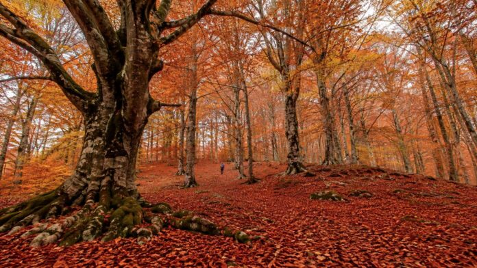 ce-un-bosco-nelle-marche-che-in-autunno-sembra-dipinto-quando-vedere-canfaito-al-massimo-dei-colori