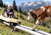 Mieders, vacca sul tracciato della pista di slittino estivo: 65enne ricoverato in Tirolo